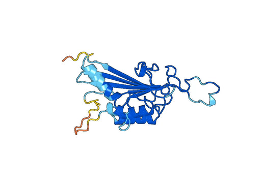 Recombinant Human PKD2 Protein, N-His