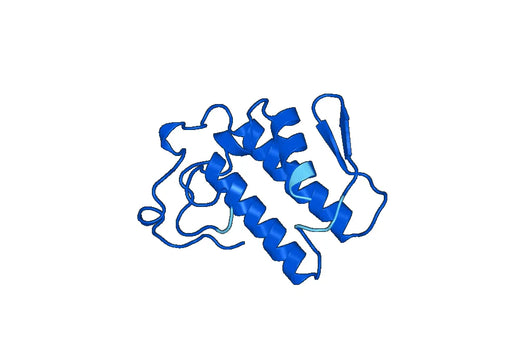 Recombinant Human PLA2G2D, N-His