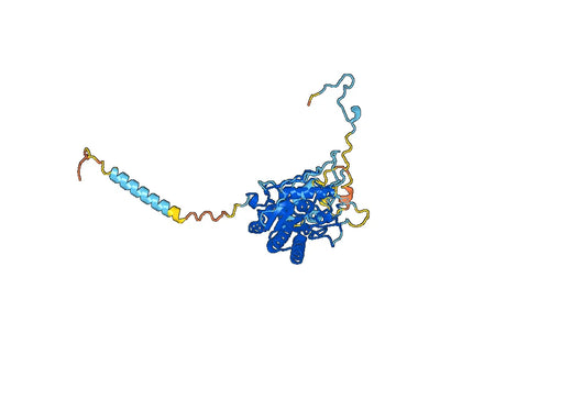 Recombinant Human PLB1, N-His