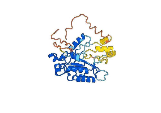 Recombinant Human PLCXD2 Protein, N-His