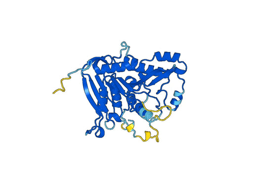Recombinant Human PLD1, N-His