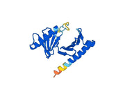 Recombinant Human PLK1, N-His