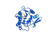 Recombinant Human PLOD2 Protein, N-His
