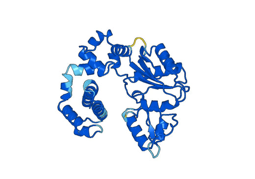 Recombinant Human POLB Protein, N-His