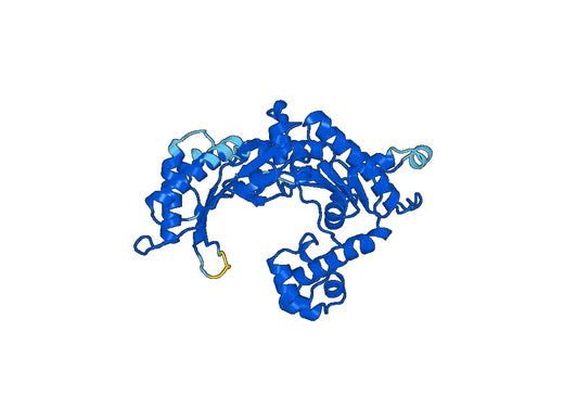 Recombinant Human POLI Protein, N-His