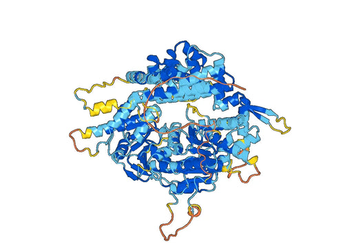 Recombinant Human POLQ Protein, C-His