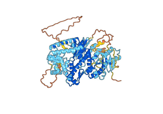 Recombinant Human POLQ Protein, N-His