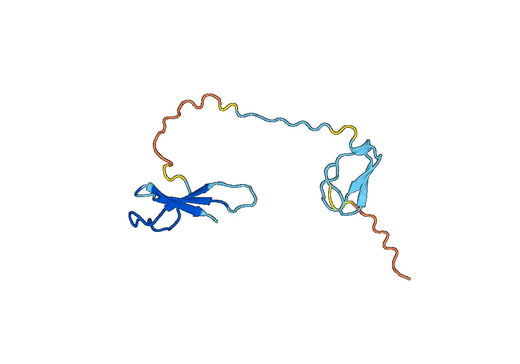 Recombinant Human POLR1H, N-His