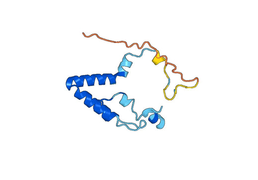 Recombinant Human POMP, N-His