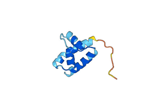 Recombinant Human POU3F2 Protein, N-His-SUMO