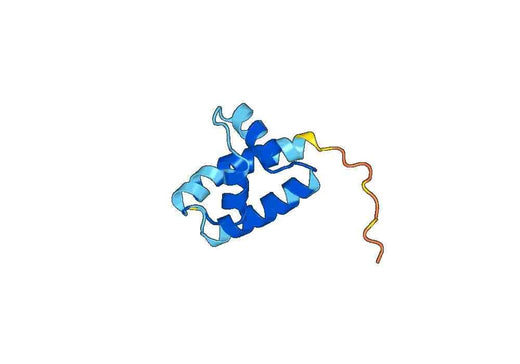 Recombinant Human POU3F3 Protein, N-His-SUMO