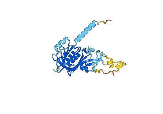 Recombinant Human PPAN Protein, N-His