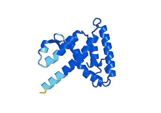 Recombinant Human PPARD, N-His