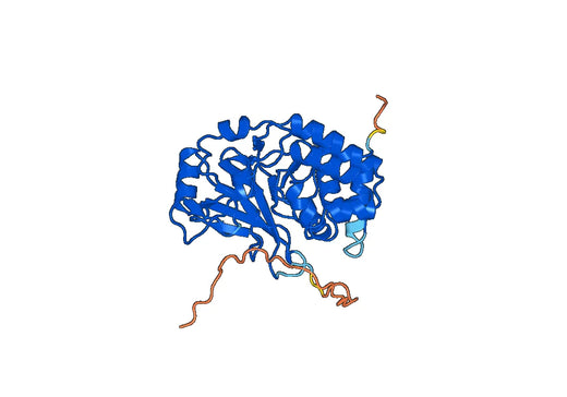 Recombinant Human PPP1CA Protein, N-His