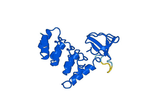 Recombinant Human PPP1R13L Protein, N-His