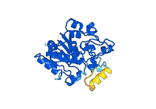 Recombinant Human PPT1 Protein, N-His