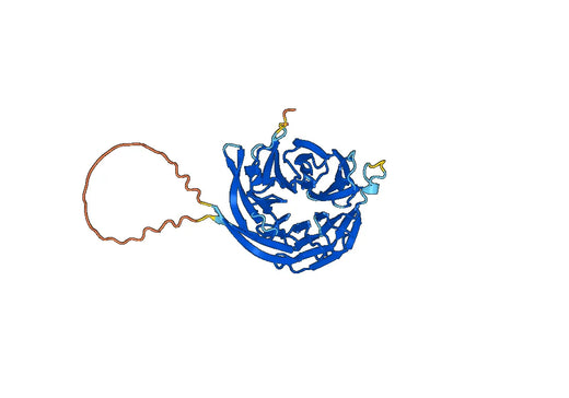 Recombinant Human PREB Protein, N-His