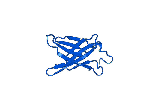Recombinant Human PRKCSH Protein, N-His