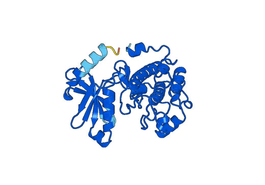 Recombinant Human PRKG1 Protein, N-His