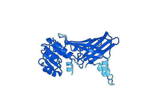 Recombinant Human PRMT1 Protein, N-His