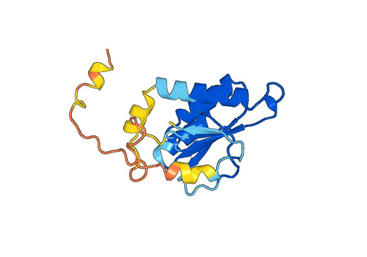 Recombinant Human PRMT5 Protein, N-His