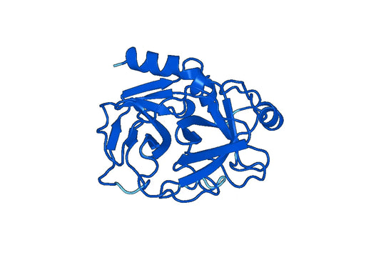 Recombinant Human PSA/KLK3 Protein, N-His