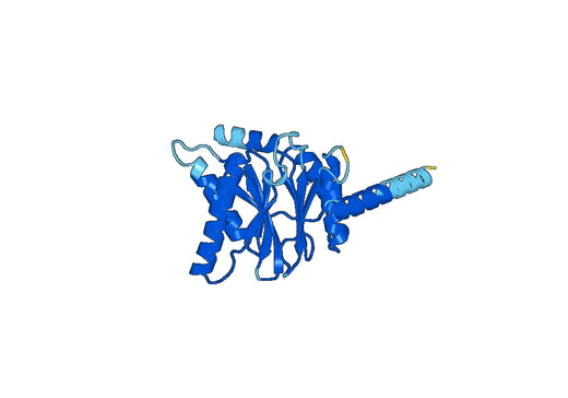 Recombinant Human PSMA7 Protein, N-His