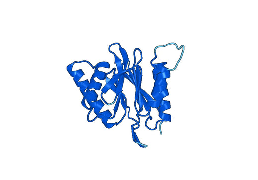 Recombinant Human PSMB1 Protein, N-His