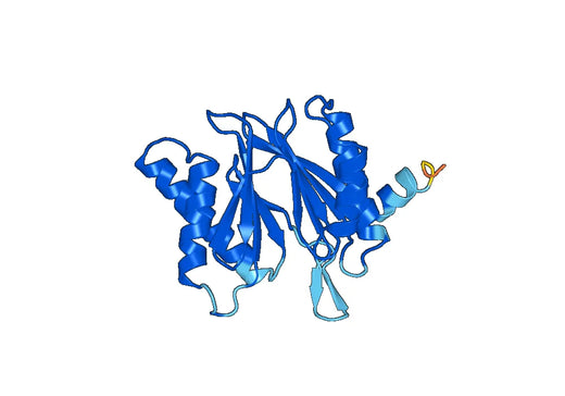 Recombinant Human PSMB5 Protein, N-His