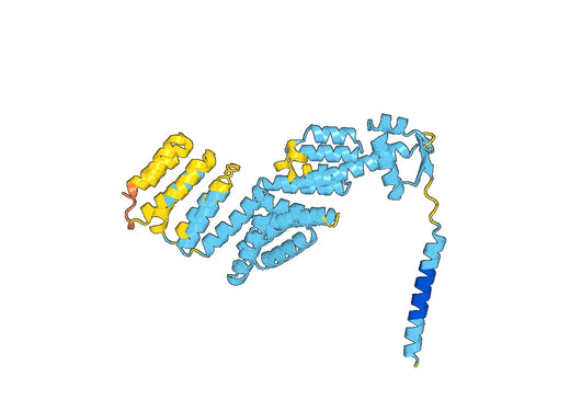 Recombinant Human PSMD11 Protein, N-His
