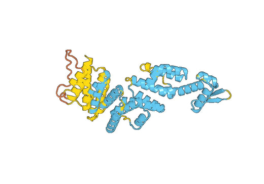Recombinant Human PSMD3 Protein, N-His