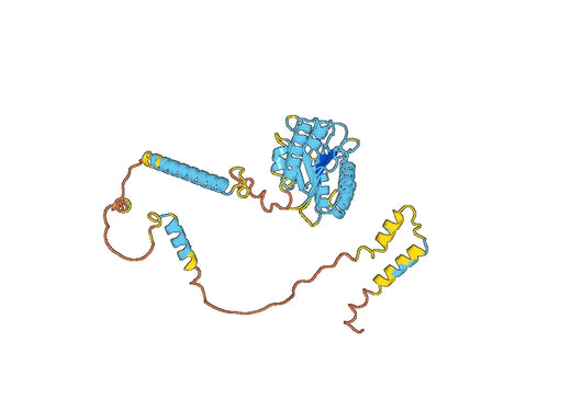 Recombinant Human PSMD4, N-GST