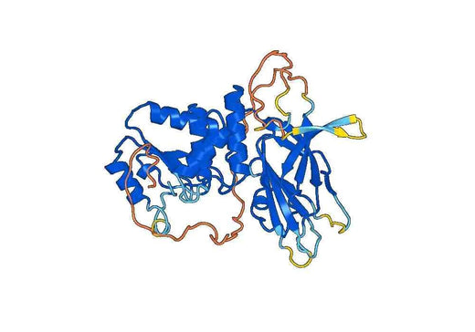 Recombinant Human PTEN, N-His