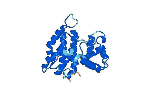 Recombinant Human PTPA Protein, N-His