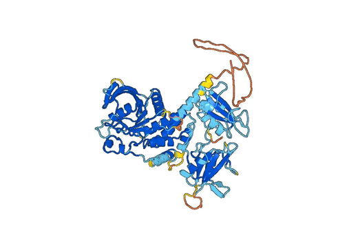 Recombinant Human PTPN11, N-His