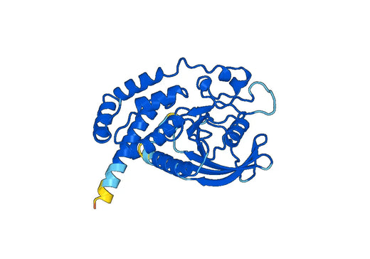 Recombinant Human PTPRO Protein, N-His