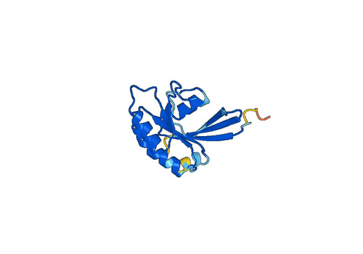 Recombinant Human RAB11A, N-His