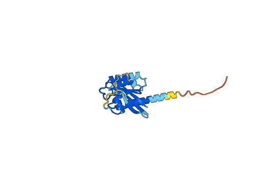 Recombinant Human RAB17 Protein, N-His