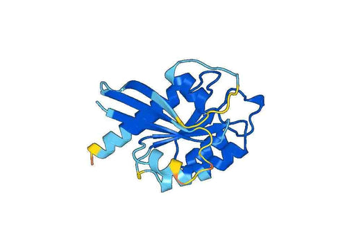 Recombinant Human RAB3A Protein, N-His