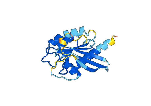 Recombinant Human RAB3C Protein, N-His