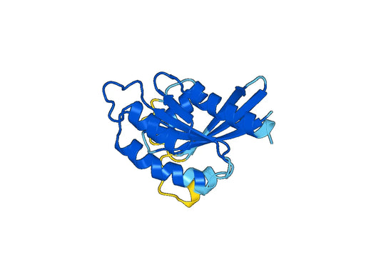 Recombinant Human RAB4A Protein, N-His