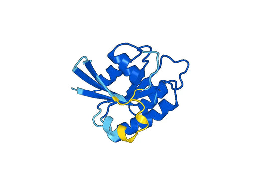 Recombinant Human RAB6A Protein, N-His