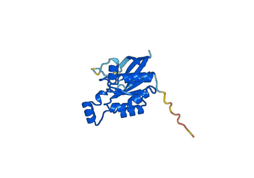 Recombinant Human RAC3 Protein, N-His