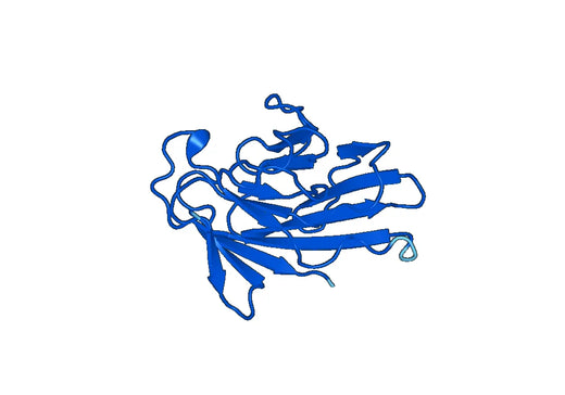 Recombinant Human RANBP9 Protein, N-His