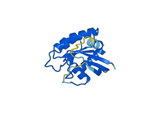 Recombinant Human RAP1B Protein, N-His