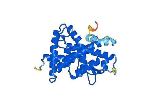 Recombinant Human RARG Protein, N-His