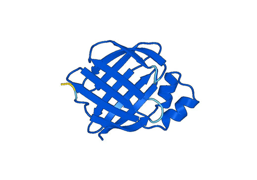 Recombinant Human RBP2, N-His