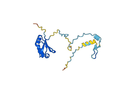 Recombinant Human RCAN1, N-His