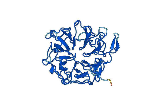 Recombinant Human RCC2 Protein, N-His