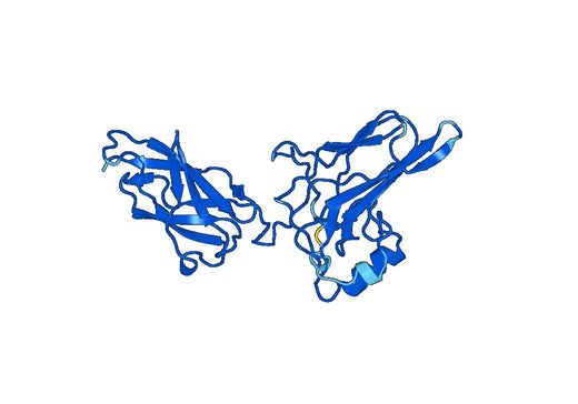 Recombinant Human RELA Protein, C-His
